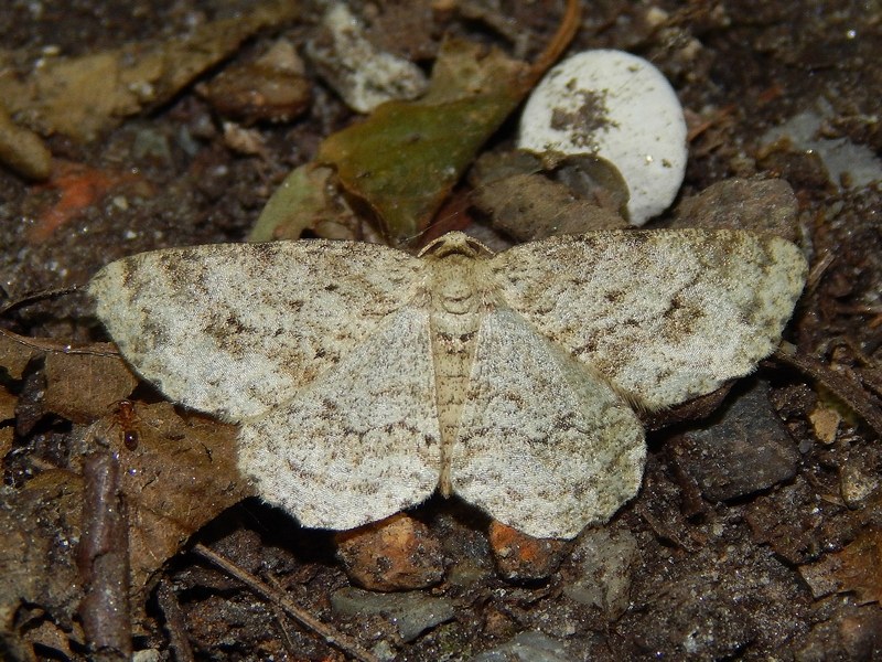 Geometridae da ID